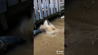 Dapat ikan patin jumbo