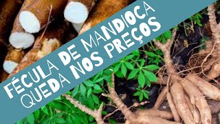 Retração no Mercado de Fécula de Mandioca: Entenda.