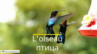 Слово дня - l'oiseau