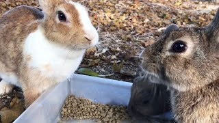 Rabbits are asking how humans are doing!