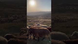 Armenian shepherd dog, Gampr, alabay #armenia #travel #mountains #shepherddog #gampr