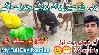 Aj mini zoo mein colourfull chicks agye|Mini zoo pet vlogs|My Morning Routine|Daily Dina Vlogs