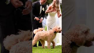 Sneak Peek into Amber & Tyler's Wedding Day with Their Cutest Dog at Stones of the Yarra Valley