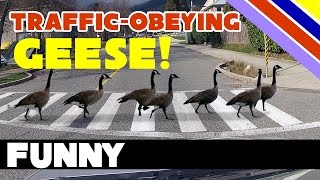 Traffic-Obeying Geese!