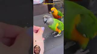 I love the voiceovers they are so funny🤣#birds #funny #reaction