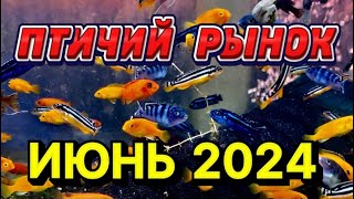 ПТИЧИЙ РЫНОК, САДОВОД, МОСКВА. БОЛЬШОЙ ОБЗОР ИЮНЬ 2024. Растения, рыбы, живые и замороженные корма.