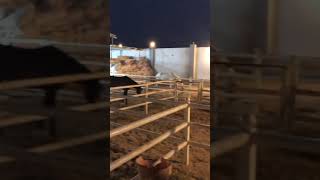 Beautiful Horses in  stable #viralshort #shortvideos #viral #horse