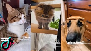 Funny Animals Tiktok Compilation #140