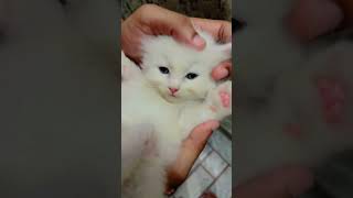 Cat lover #shorts #reels #youtubeshorts #trending  #viralvideo