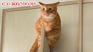 ПРИКОЛЫ С КОТАМИ! с озвучкой! Смешное видео с котами! Смешные животные! УГАР!