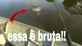 O show das Piranhas uma atrás da outra!!!