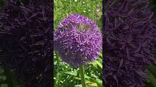 Фіолетовий Лук #аліум #allium #квітка #garden #відпочинок #всаду