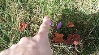 Colores de otoño 2024 en la montaña y flor de azafrán silvestre