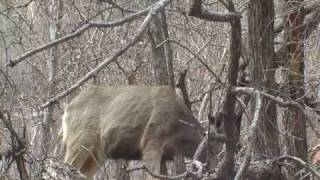 276 Mule-deer, Utha, USA