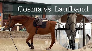 Cosma ist überfordert mit dem Laufband 🐎💨