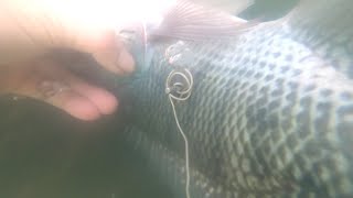 Sa gilid Ng pangpang nakatira ang Malaking Tilapia Sapul | short spearfishing giant Tilapia