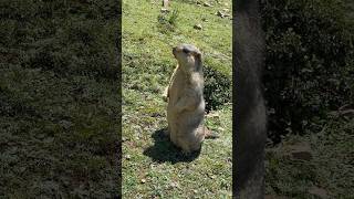 Adorable Himalayan Marmot Standing and Eating #cutemarmot #marmot #cuteanimals #marmota #animals