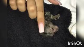 Baby Marmoset Monkey #momolove 41