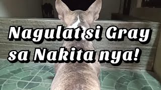 American Bully ay napaka alisto | Adonis Mendoza