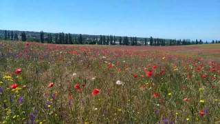 Цветущие поля в Крыму. Орловка. Июнь 2017