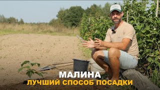 ВЫСАЖИВАЮ МАЛИНУ ТОЛЬКО ТАК. Правильно посаженая малина - гарантированно богатый урожай.