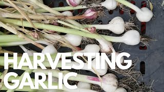 Harvesting Garlic