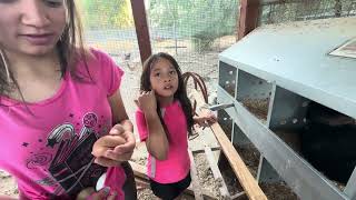 Heading her first chicken