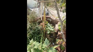 Aloe Vera Flowers Care | Aloe Vera Me Flower Kaise Aayega