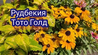 Рудбекия низкорослая Тото Голд. Красивый и неприхотливый однолетник.