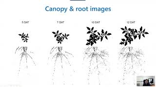 Tomato Root Responses to a Compost Layer (Rhizotron Study) | 2020 ASHS Presentation