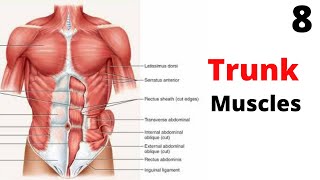 TRUNK Muscles ( Lecture # 8 ) Muscle Origin |  Insertion | Action | Nerve Supply In English