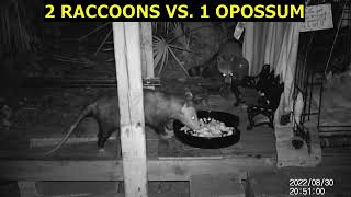 RACCOONS VS OPOSSUM