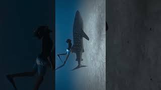 Where marine magic dances beneath the waves🐋✨🦈🤿🌊#shorts #youtubeshorts #viralvideo #trending