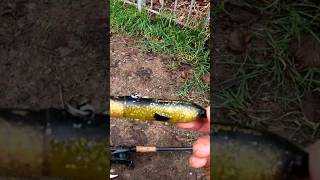 Savage gear 3d hard eel #shorts #pikefishing