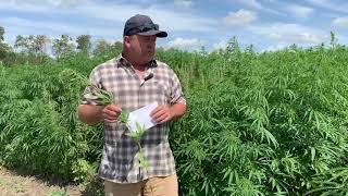 Hemp Seeding - Jeff Kostuik - PCDF