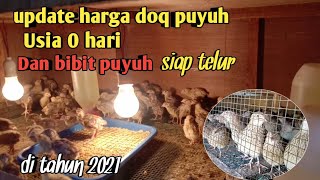 update harga doq puyuh usia 0 hari & bibit puyuh siap telur di tahun 2021