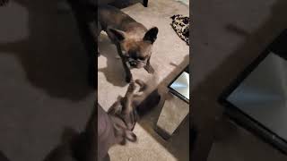 Puppy frenchie playing with mum