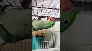 Raw Parrot Lover  / One Minute Vlog /#trendingshorts  #rawparrots