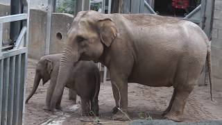 Schwarzbären Lea und Theo - Asiatische Elefanten - Hybrid Bär - Zoo Osnabrück