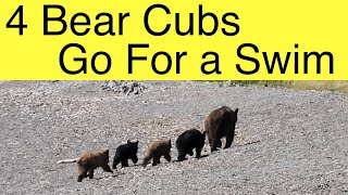 Watch 4 Bear Cubs go for a Swim (Waterton 2024)