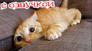 ПРИКОЛЫ С КОТАМИ! - С ОЗВУЧКОЙ! СМЕШНЫЕ ЖИВОТНЫЕ 2023! СМЕШНЫЕ КОШКИ И СОБАКИ!