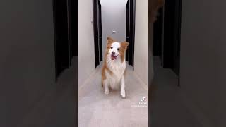 Dancing dog #dog #viraldog #funnydog #petdog #animals #lovedog #cutedog #viralshorts #trendingshorts