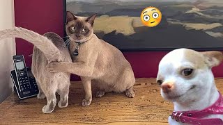 Try Not To Laugh Cats And Dogs Videos 😁 - New Funny Animals Video 2024 Part - 7