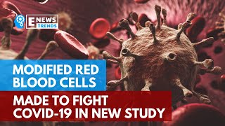 Modified Red Blood Cells Made to Fight COVID-19 in New Study