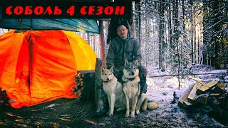 Соболь 4 сезон, 7 серия, Соболь! Еще соболь! Снова соболь! Как я раскрывал щенков Удмуртской лайки.