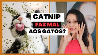 Catnip faz mal aos gatos? 😾