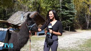 Trekking with Llama's in the Vail Valley