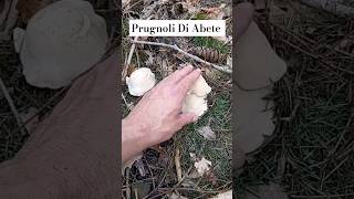 Funghi Prugnoli 2024 "Giganti Tra gli Abeti" (CalocybeGambosa) 🍄‍🟫 #NaturaWild #FunghiPrugnoli2024