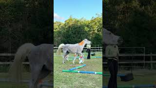 My clicker trained horse tried to kick me #horsetraining #horsemanship #libertyhorse