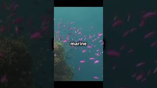 Dive into marine biodiversity! #shorts #viralvideo #naturelovers #nature #marinelife #biodiversity